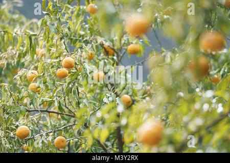 Yuzu nel raccolto, Akiruno City, Tokyo, Giappone Foto Stock