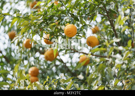 Yuzu nel raccolto, Akiruno City, Tokyo, Giappone Foto Stock