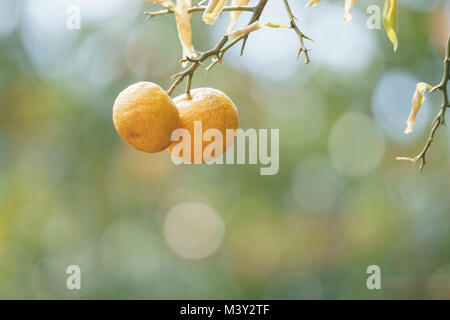 Yuzu nel raccolto, Akiruno City, Tokyo, Giappone Foto Stock