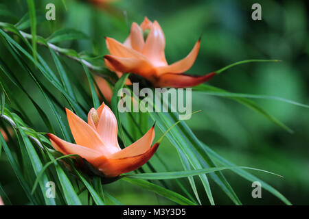 Freycinetia Cumingiana (Multiflora) fiore, Hawaii Foto Stock