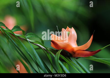 Freycinetia Cumingiana (Multiflora) fiore, Hawaii Foto Stock