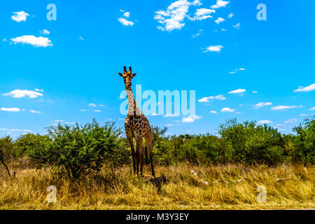 Grande maschio giraffa sotto il cielo blu nel Parco di Kruger in Sud Africa Foto Stock
