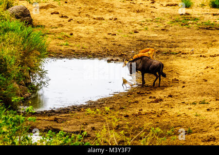 Gnu e impala in corrispondenza di un foro di irrigazione nel Parco Nazionale di Kruger in Sud Africa Foto Stock