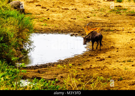 Gnu e impala in corrispondenza di un foro di irrigazione nel Parco Nazionale di Kruger in Sud Africa Foto Stock