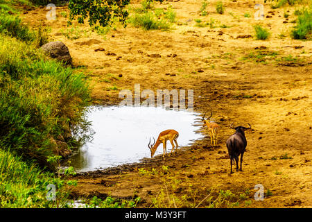 Gnu e impala in corrispondenza di un foro di irrigazione nel Parco Nazionale di Kruger in Sud Africa Foto Stock