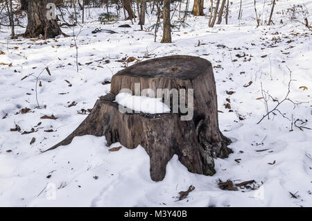 Vecchio ceppo in inverno forest contro lo sfondo della neve Foto Stock