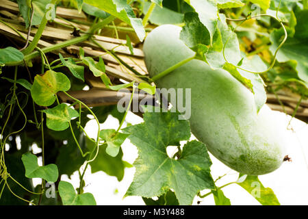 Melone invernale o cera gourd impianto nel giardino di piantagioni agricole farm in campagna a Nonthaburi, Tailandia Foto Stock