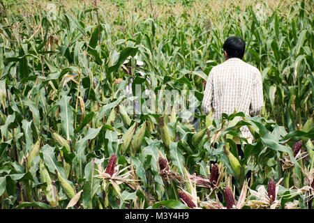 Lavoratore tailandese agricoltori raccolta mais da agricoltura piantagione di mais farm in campagna in novembre 19, 2017 a Nonthaburi, Tailandia Foto Stock