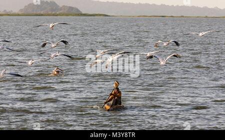 Etiopia, Amhara Region, Bahir Dar, Nagade uomo kayak la sua barca di papiro e grande pellicani bianchi sul Lago Tana Foto Stock