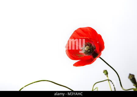 Papavero rosso fiore su sfondo bianco close up Foto Stock