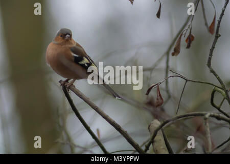 Rutland acqua area natura Oakham, Regno Unito. Xiii Febbraio 2017: Wet freddo giorno wildbirds visita il charitys alimentatori appesi durante il forte vento e pioggia, gli uccelli selvatici hanno bisogno di mangiare cinque volte il loro peso giornaliero. Clifford Norton Alamy Live News. Foto Stock