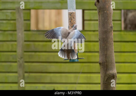 Rutland acqua area natura Oakham, Regno Unito. Xiii Febbraio 2017: Wet freddo giorno wildbirds visita il charitys alimentatori appesi durante il forte vento e pioggia, gli uccelli selvatici hanno bisogno di mangiare cinque volte il loro peso giornaliero. Clifford Norton Alamy Live News. Foto Stock