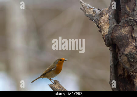 Rutland acqua area natura Oakham, Regno Unito. Xiii Febbraio 2017: Wet freddo giorno wildbirds visita il charitys alimentatori appesi durante il forte vento e pioggia, gli uccelli selvatici hanno bisogno di mangiare cinque volte il loro peso giornaliero. Clifford Norton Alamy Live News. Foto Stock