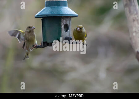 Rutland acqua area natura Oakham, Regno Unito. Xiii Febbraio 2017: Wet freddo giorno wildbirds visita il charitys alimentatori appesi durante il forte vento e pioggia, gli uccelli selvatici hanno bisogno di mangiare cinque volte il loro peso giornaliero. Clifford Norton Alamy Live News. Foto Stock