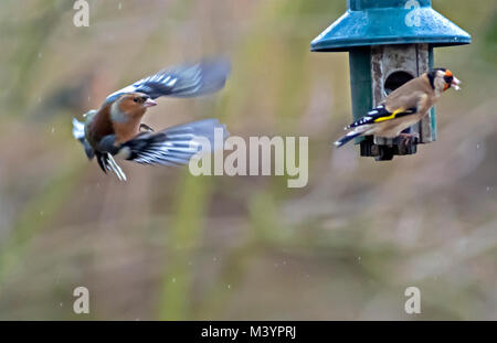 Rutland acqua area natura Oakham, Regno Unito. Xiii Febbraio 2017: Wet freddo giorno wildbirds visita il charitys alimentatori appesi durante il forte vento e pioggia, gli uccelli selvatici hanno bisogno di mangiare cinque volte il loro peso giornaliero. Clifford Norton Alamy Live News. Foto Stock