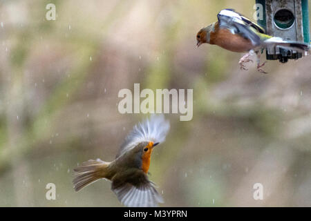 Rutland acqua area natura Oakham, Regno Unito. Xiii Febbraio 2017: Wet freddo giorno wildbirds visita il charitys alimentatori appesi durante il forte vento e pioggia, gli uccelli selvatici hanno bisogno di mangiare cinque volte il loro peso giornaliero. Clifford Norton Alamy Live News. Foto Stock