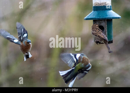 Rutland acqua area natura Oakham, Regno Unito. Xiii Febbraio 2017: Wet freddo giorno wildbirds visita il charitys alimentatori appesi durante il forte vento e pioggia, gli uccelli selvatici hanno bisogno di mangiare cinque volte il loro peso giornaliero. Clifford Norton Alamy Live News. Foto Stock