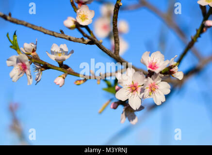 Molla albero di mandorlo in fiore Foto Stock