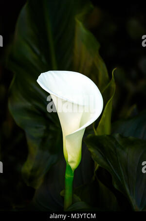 White calla lily contro un verde scuro dello sfondo in foglia Foto Stock