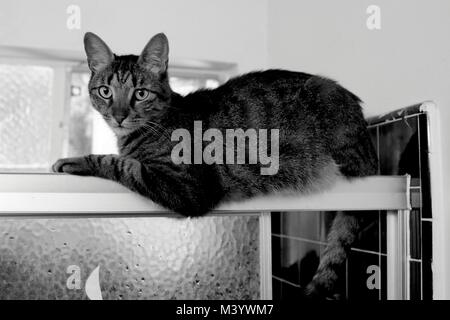 Tabby cat appoggia su di un box doccia. Foto Stock