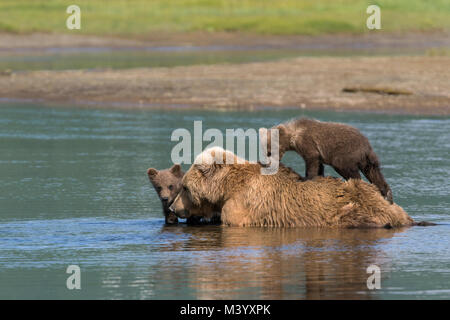 Orso bruno seminare con i cuccioli in acqua Foto Stock