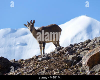 Le capre di montagna - Snow capped Annapurna in background - Circuito di Annapurna Trek in Nepal Foto Stock