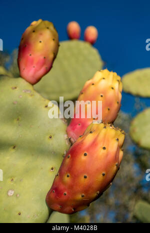 Ficodindia frutti.Opuntia ficus-indica.Mallorca Island.Spagna Foto Stock