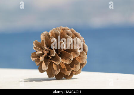 Secco cono fir su marmo su sfondo del mare Foto Stock