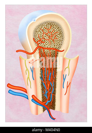 Il processo di formazione del sangue è chiamato ematopoiesi. Questo è trovato nel tessuto spugnoso delle ossa. Il midollo rosso diventa il principale hemop Foto Stock