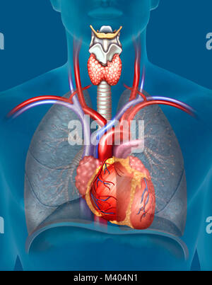 El aparato cardiovascolare, capaz de distribuir el oxígeno a través del bombeo de la Sangre y canalización de la misma en función de las necesidades me Foto Stock