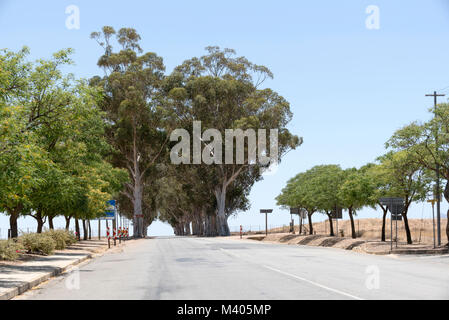 Un viale di alberi di gomma sulla R44 autostrada a Porterville nella Western Cape, Sud Africa. Dicembre 2017 Foto Stock