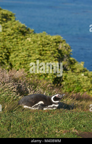 Magellanic Penguin (Spheniscus magellanicus) giacenti in erba sulla costa di Isola di carcassa nelle isole Falkland. Foto Stock