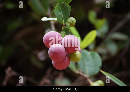 Coco Plum, Chrysobalanus icaco Foto Stock