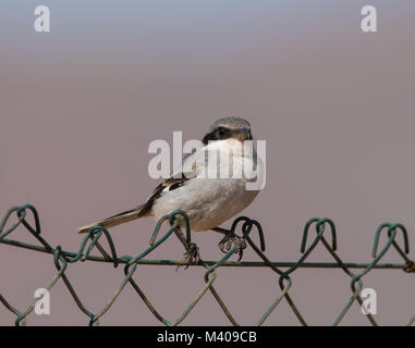 Grigio meridionale (Shrike Lanius meridionalis) sull'isola delle Canarie Fuerteventura Spagna seduto su un recinto di filo in pieno sole. Foto Stock