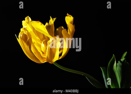 Tulipano giallo su sfondo nero, still life Foto Stock