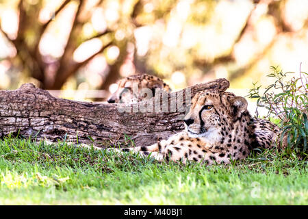 Un potente e veloce ghepardo riposa accanto a un log in una zona ombreggiata durante un safari Foto Stock