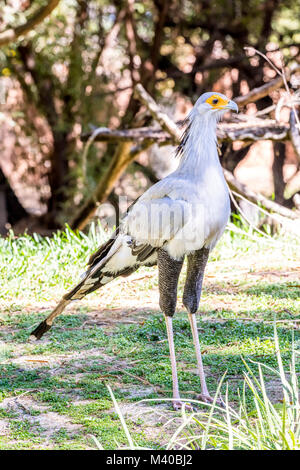 In piedi di fronte a quattro metri di altezza, un segretario bird passeggiate attraverso il suo habitat utilizzando le sue gambe lunghe per aiutare la ricerca di un pasto. Foto Stock