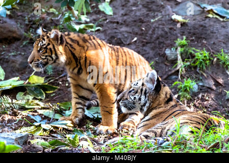 Una rara e potente tigre di Sumatra si appoggia in una zona ombreggiata durante un safari Foto Stock