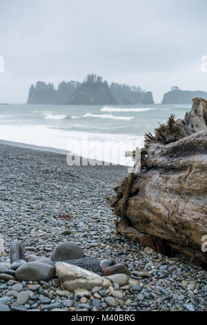 Rialto Beach sulla costa di Washington con un antico tronco di albero in primo piano. Foto Stock