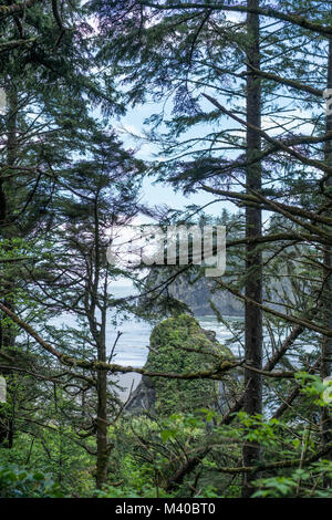 Una vista della spiaggia di Ruby attraverso la foresta costiera di Washington Foto Stock