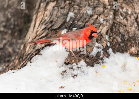 Maschio cardinale Nord rovistando sul terreno innevato. Foto Stock