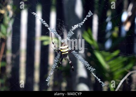 Croce di Sant' Andrea ragno, Argiope keyserlingi Foto Stock