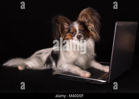 Bello cane Continental Toy Spaniel Papillon lavorando in laptop su sfondo nero Foto Stock