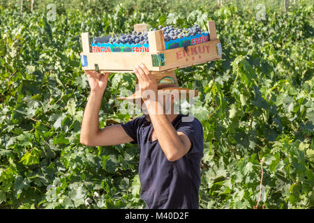 L uomo non identificato detiene cassa delle uve alla raccolta nel vigneto.Uzumlu,Erzincan,Turchia.07 Settembre 2014 Foto Stock