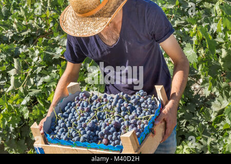 L uomo non identificato detiene cassa delle uve alla raccolta nel vigneto. Foto Stock