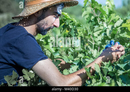 L uomo non identificato mantiene fresco Grappolo di uva in vigna,Uzumlu,Erzincan,Turchia.07 Settembre 2014 Foto Stock