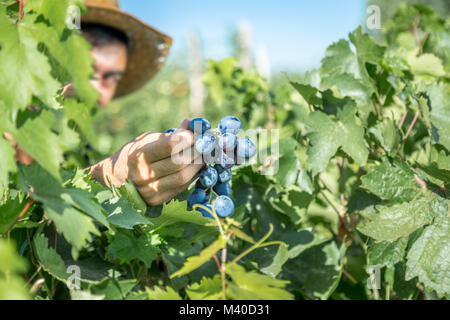 L uomo non identificato mantiene fresco Grappolo di uva in vigna,Uzumlu,Erzincan,Turchia.07 Settembre 2014 Foto Stock