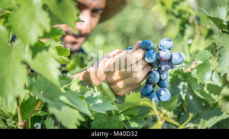 L uomo non identificato mantiene fresco Grappolo di uva in vigna,Uzumlu,Erzincan,Turchia.07 Settembre 2014 Foto Stock