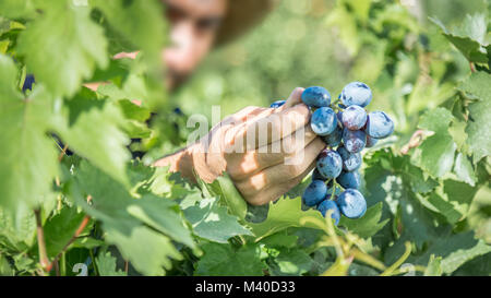 L uomo non identificato mantiene fresco Grappolo di uva in vigna,Uzumlu,Erzincan,Turchia.07 Settembre 2014 Foto Stock