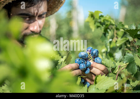 L uomo non identificato mantiene fresco Grappolo di uva in vigna,Uzumlu,Erzincan,Turchia.07 Settembre 2014 Foto Stock